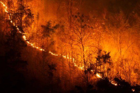 El Nino Mengeringkan Lahan, Siapa Menyalakan Api?