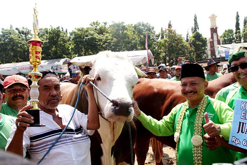 Juara I Kontes Ternak Kelas Ekstrim Seberat 1 Ton 56 Kilogram