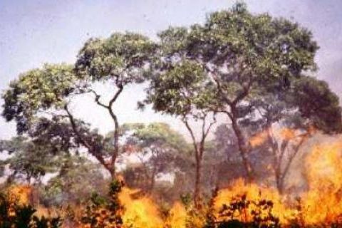 Puluhan Hektare Hutan di Gunung Argopuro Terbakar