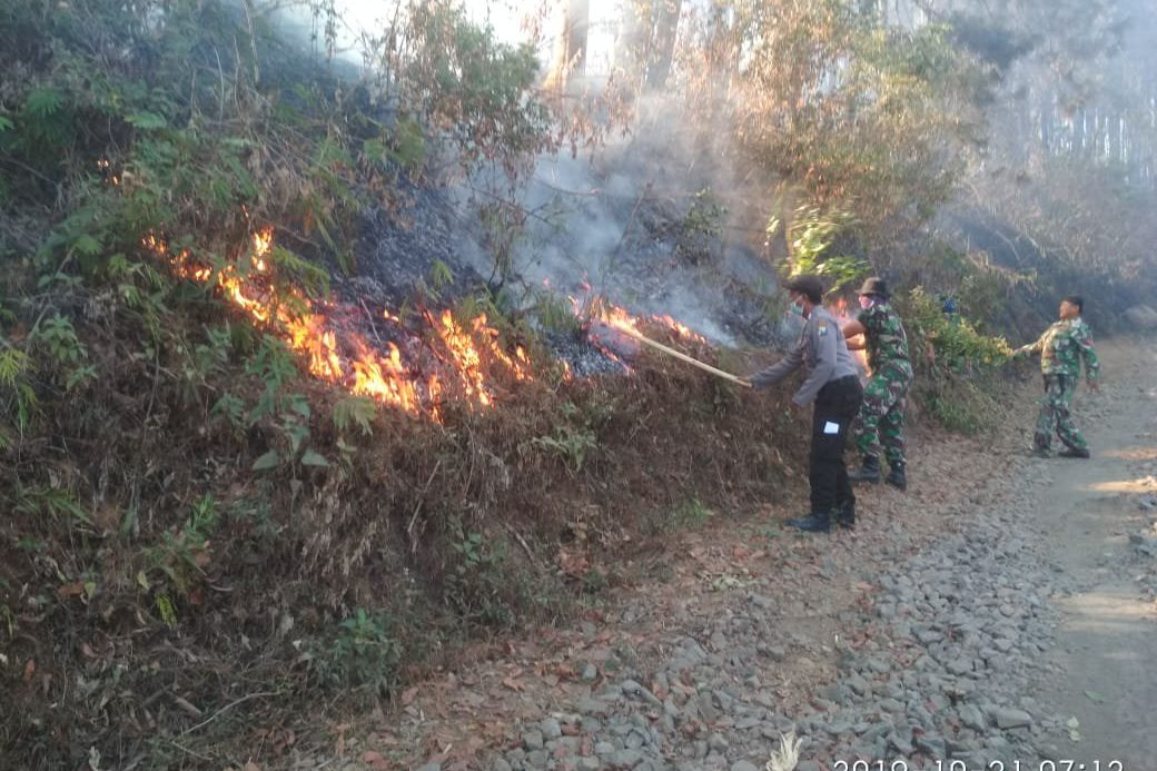 Kebakaran Hutan di Jatim Capai 4.300 Hektar
