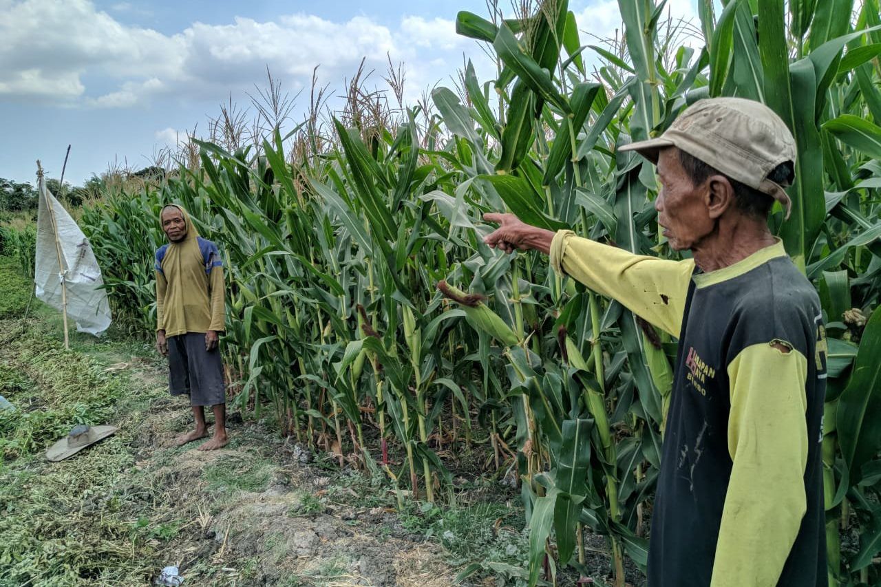 Hewan Diduga Macan Tutul Jawa Berkeliaran di Ponorogo