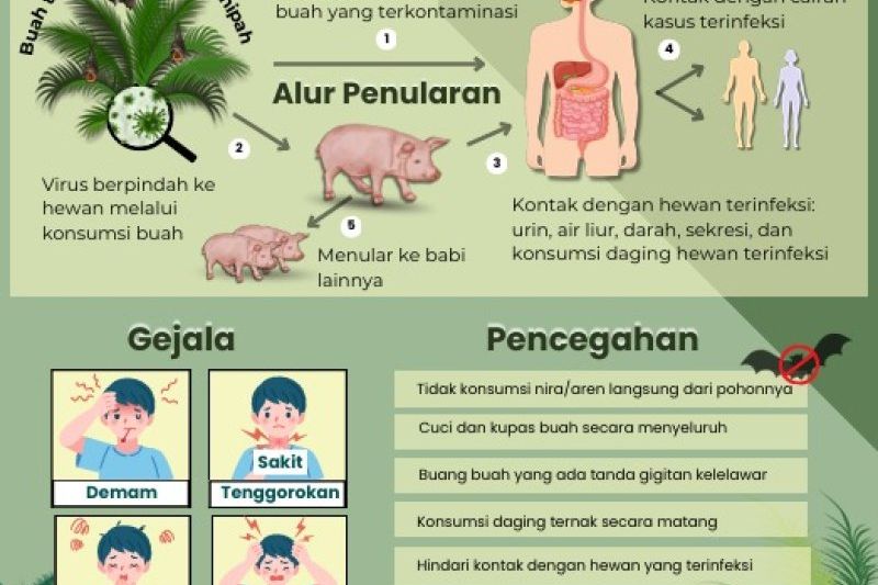 Cara Mencegah Penularan Virus Nipah