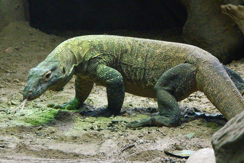 KLHK Wacanakan Penutupan Sementara TN Komodo