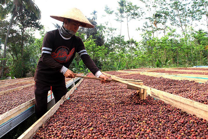 Harga Lebih Murah, Kopi Impor Ancam Pengusaha Kopi Lokal