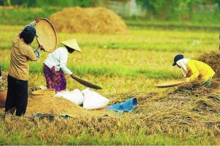 Kredit Pertanian Dinilai Berisiko Tinggi