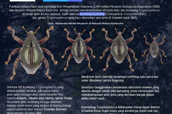 LIPI Berhasil Deskripsikan Ratusan Jenis Kumbang di Hutan Sulawesi