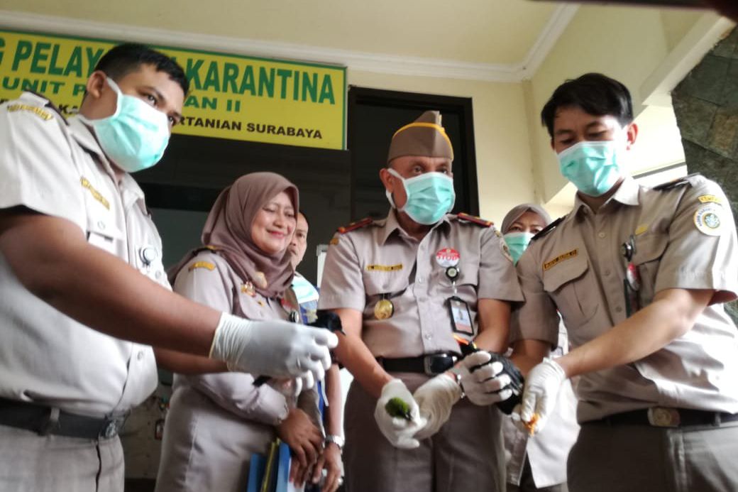 Ratusan Burung dari Balikpapan Ditahan BBKP Surabaya
