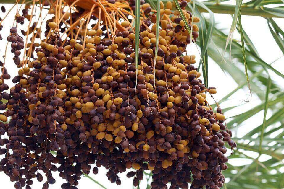 Begini Cara Khofifah Makan Kurma Ajwa
