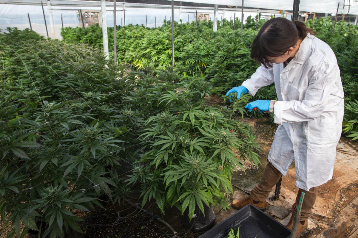 Benarkah Ganja Lebih Aman Dibanding Alkohol, Ini Jawabannya