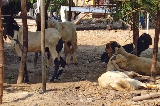 Puluhan Lapak Penjual Hewan Kurban di Lamongan Bodong Baru Satu yang Kantongi Izin