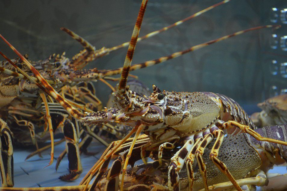 Pemerintah Gagalkan Penyelundupan Seratusan Ribu Benih Lobster di Batam