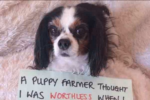 Inggris Larang Penjualan Anak Anjing dan Kucing