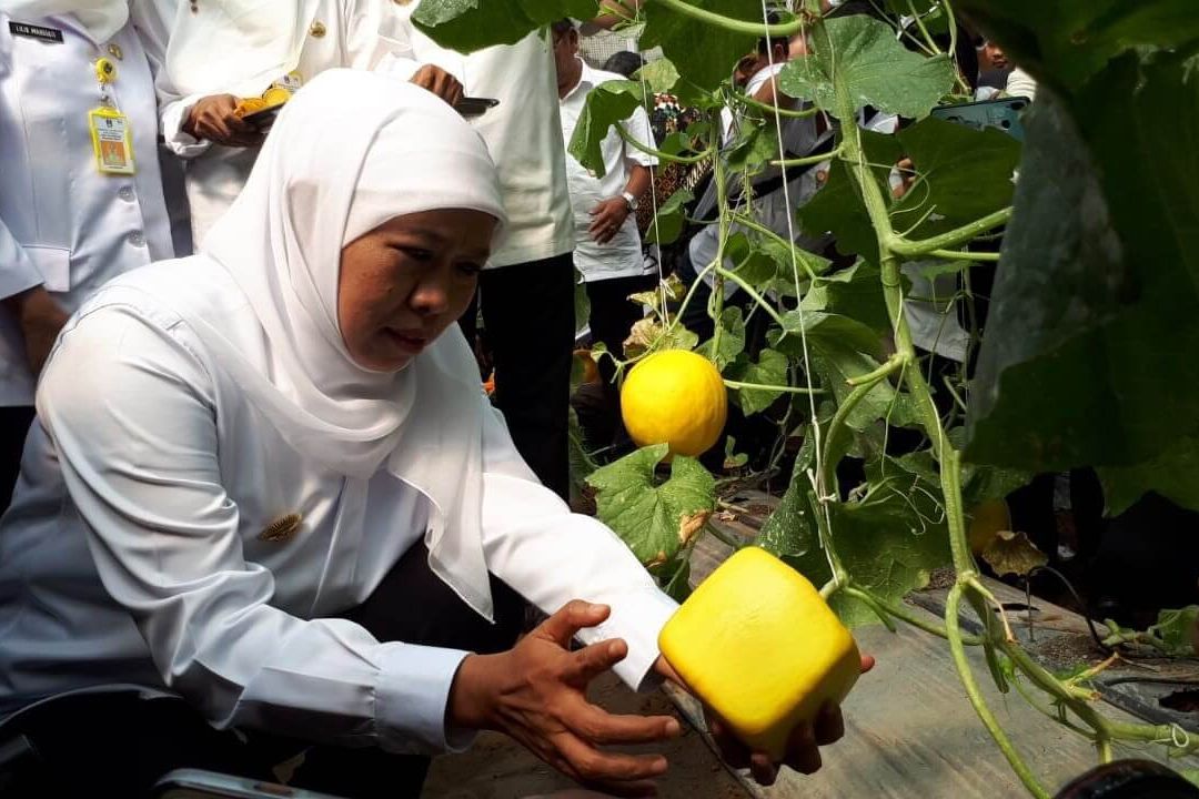 Khofifah Panen Melon Golden Langkawi Berbentuk Persegi di Sidoarjo