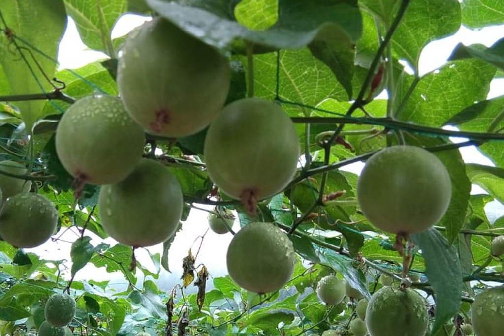 Ingin Kesehatan Tubuh Terjaga Setelah Mengonsumsi Minuman Manis, Buah Biksu Alternatifnya