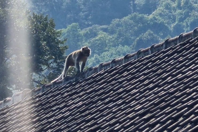 Viral Monyet Turun ke Pasar Ngebel Ponorogo, Polisi: Bukan Fenomena Baru
