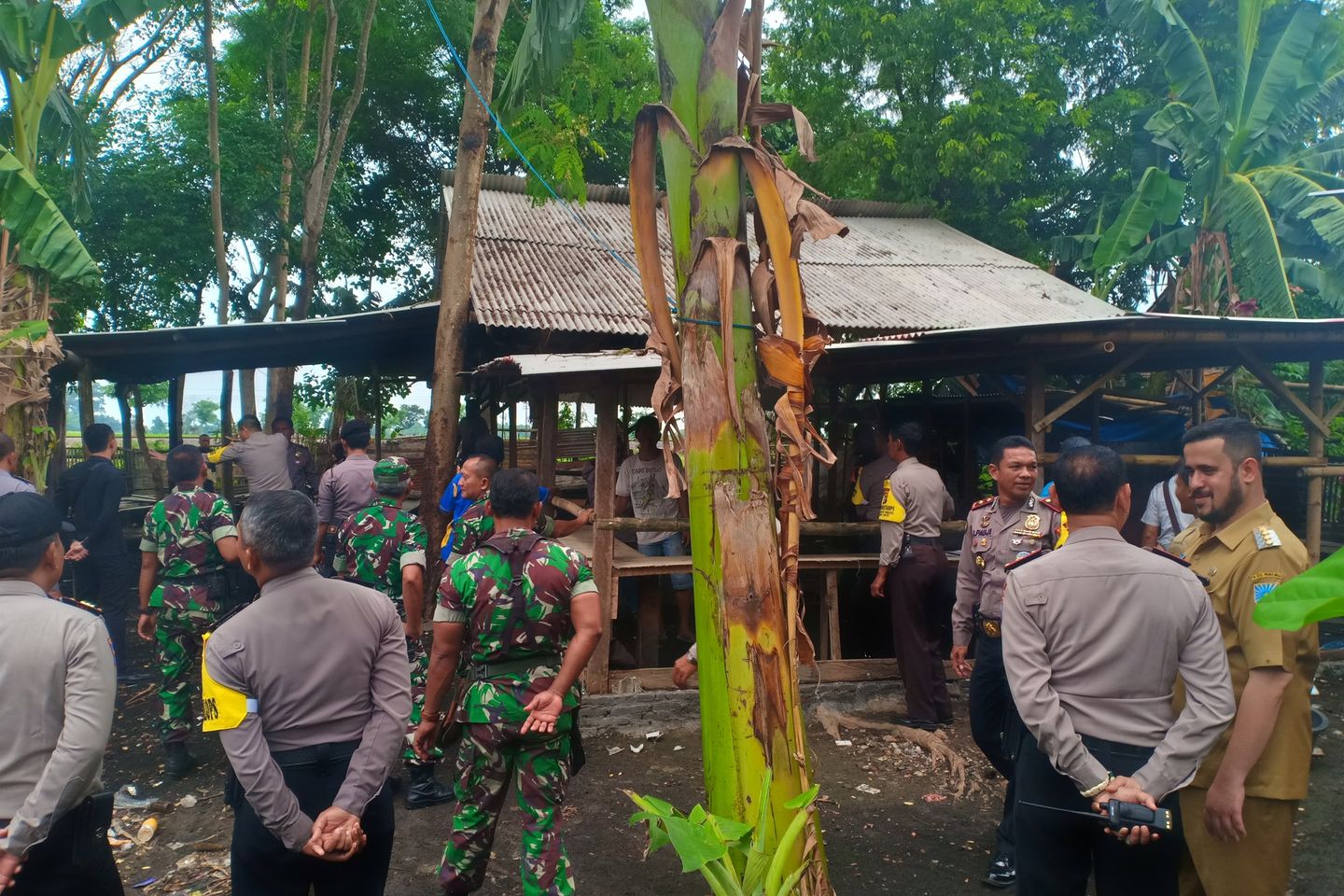 Wali Kota Probolinggo Gagal Obrak Judi Sabung Ayam