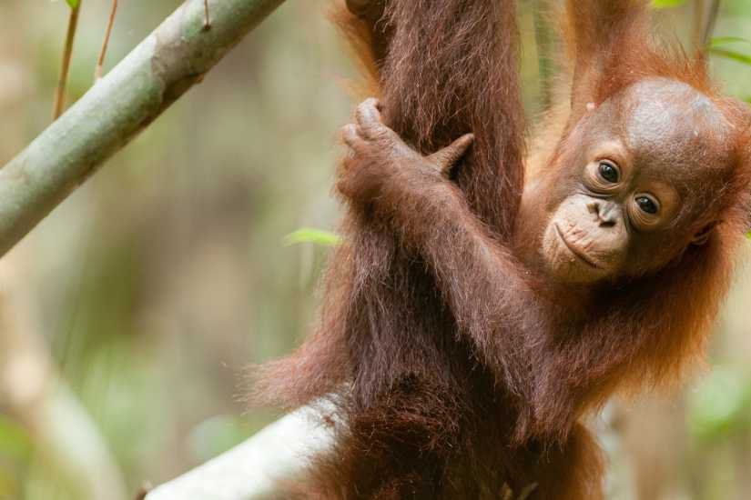 Spesies Langka di Kalteng Terancam Punah