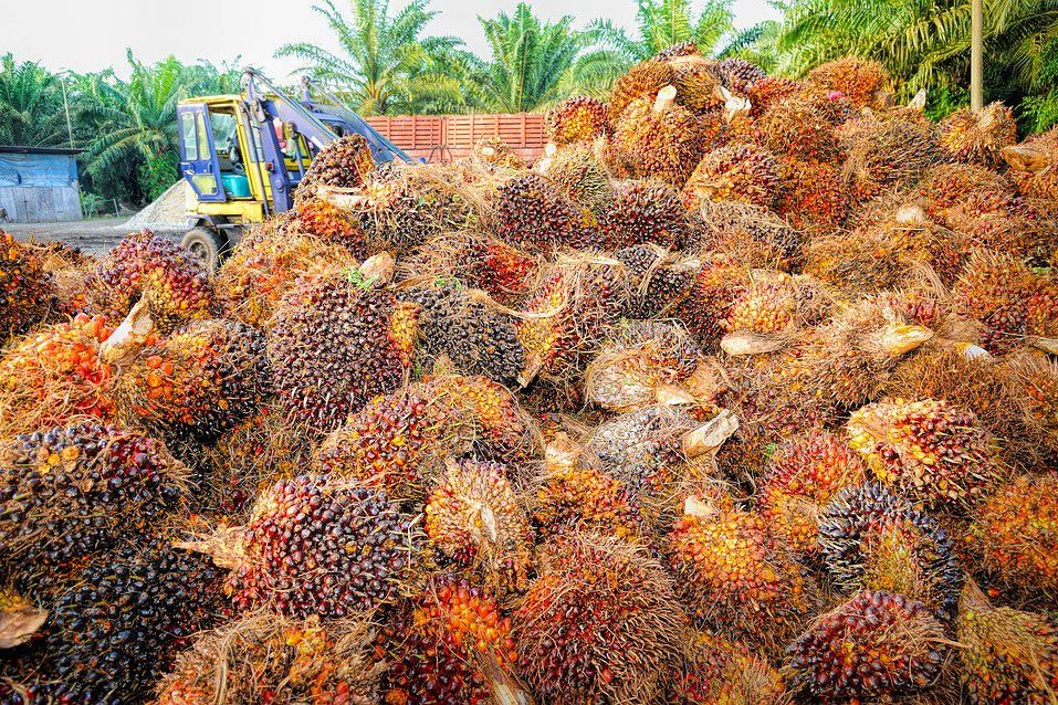 Indonesia Bikin Bensin dan LPG dari Sawit dengan <em>Co-Processing</em>