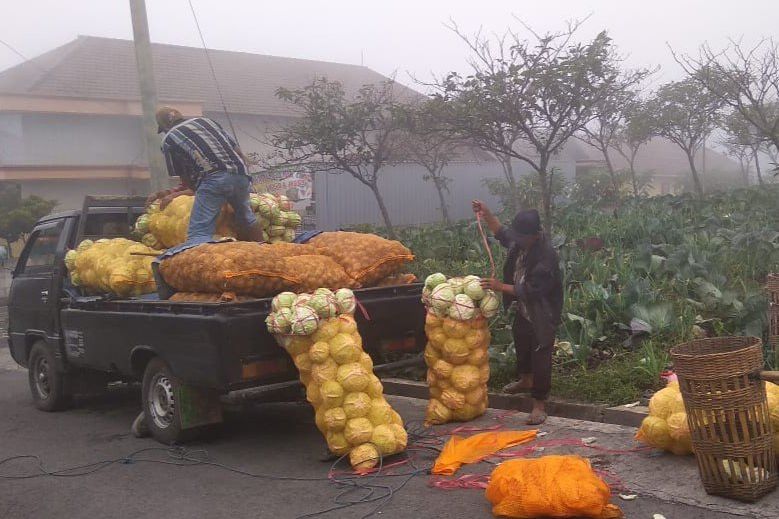 Bromo Terus Erupsi, Petani Tengger Cemaskan Lahan Pertanian