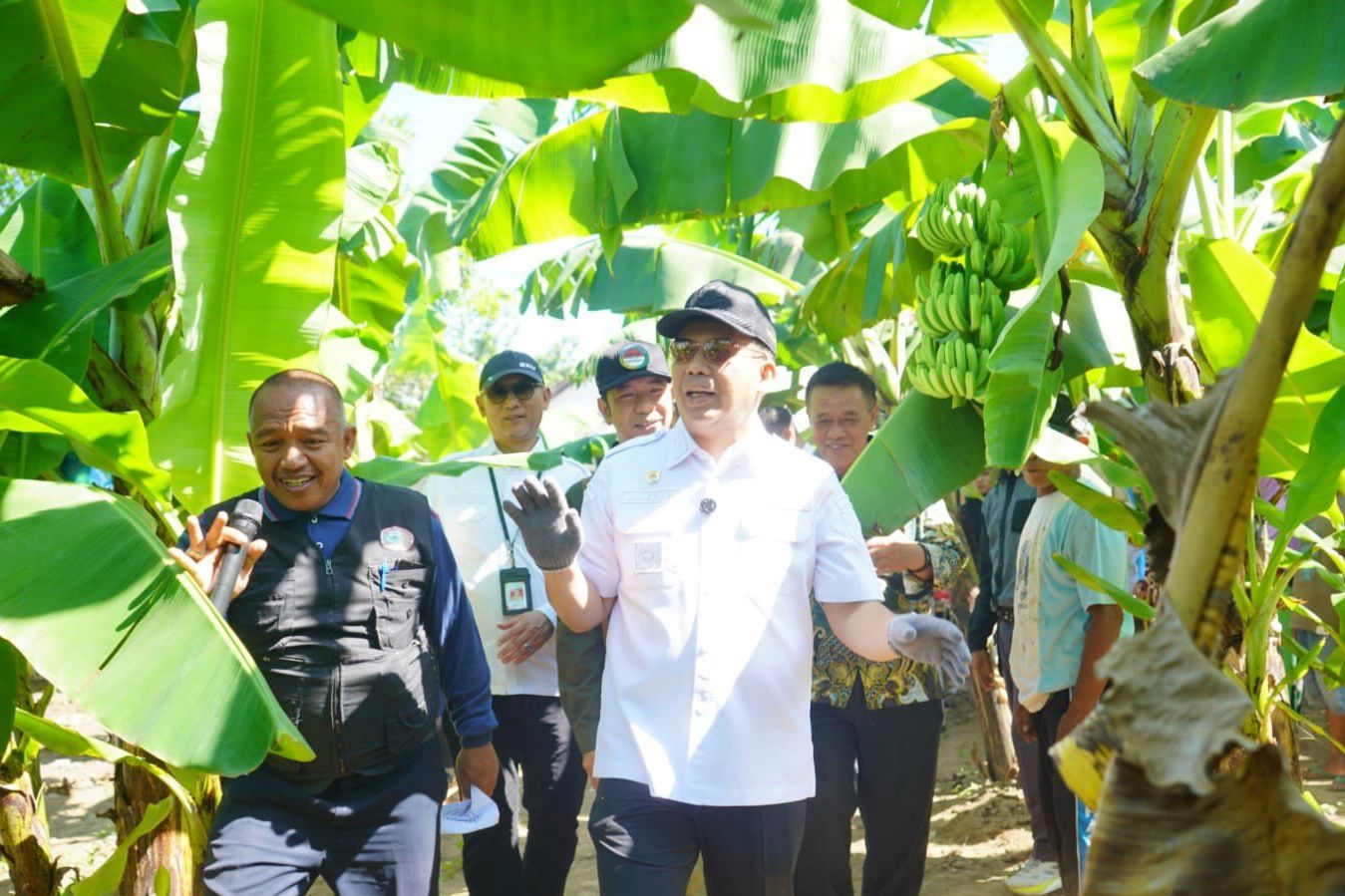 Pemkot Probolinggo Bidik Pisang Cavendish Jadi Komoditas Unggulan Daerah
