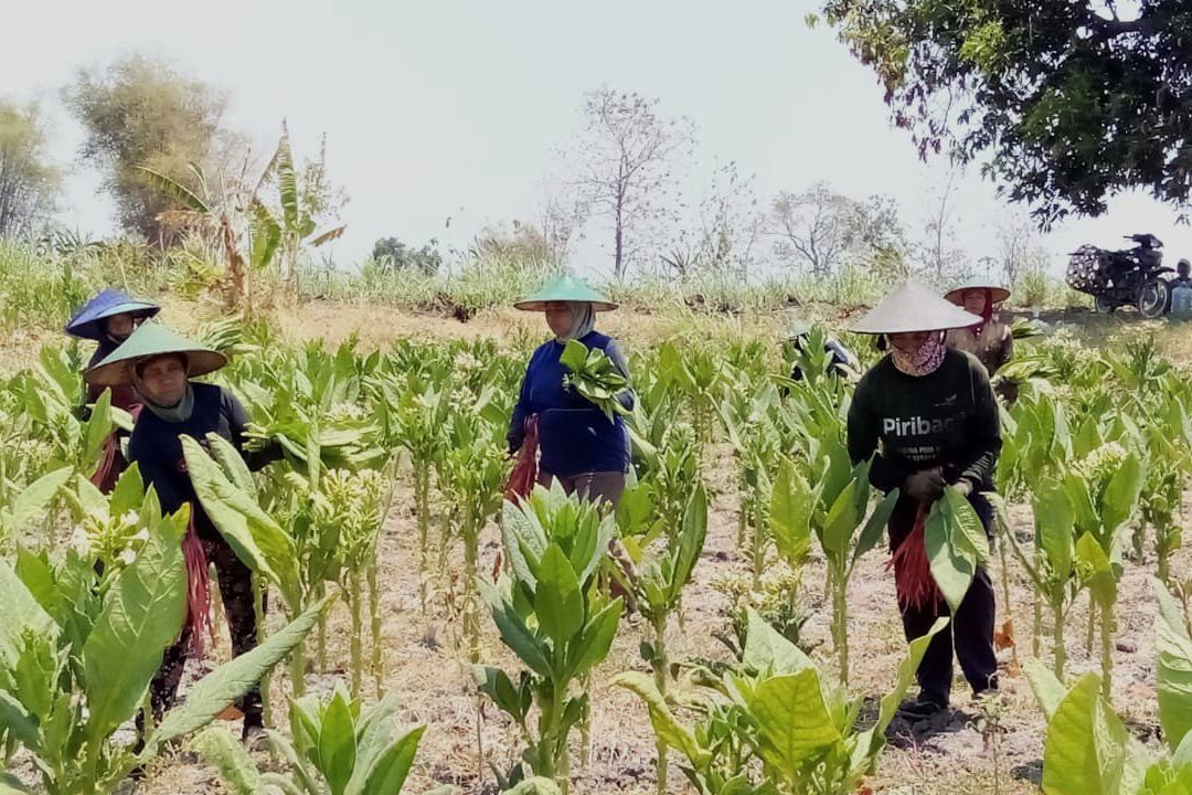 Petani Tembakau Mojokerto Ketiban Berkah Kemarau