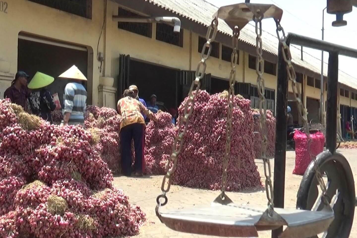 Panen Raya, Harga Bawang Merah di Probolinggo Anjlok
