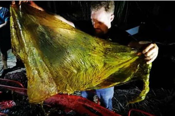 Paus Mati Keracunan 40 Kilogram Plastik di Filipina