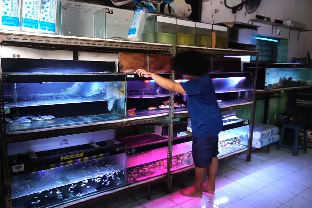 Kerap Dipadamkan, Pedagang Ikan Hias di Probolinggo Waswas Dagangan Mati