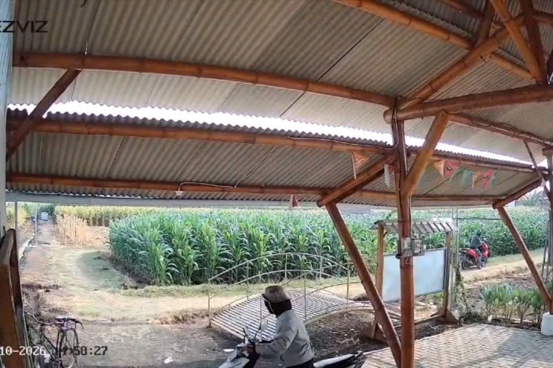 Dibuntuti dari Rumah, Motor Petani di Probolinggo Dicuri saat Mengairi Sawah