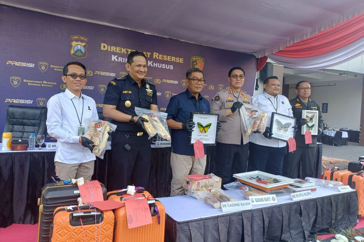 Modus Jamaah Umrah Dipakai Selundupkan 53 Potong Gading Gajah, Polda Jatim Tangkap Satu Tersangka