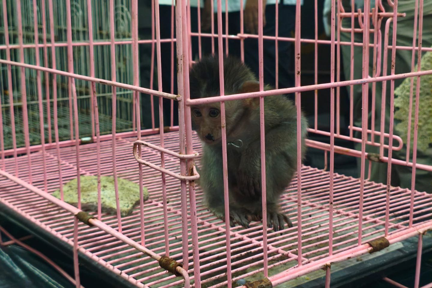 Anak Kera Ekor Panjang Diselundupkan dalam Koper di Bandara Juanda