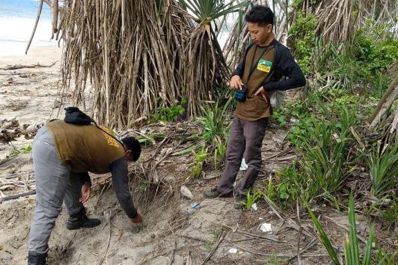 Sarang Penyu di Pantai Bajulmati Dirambah
