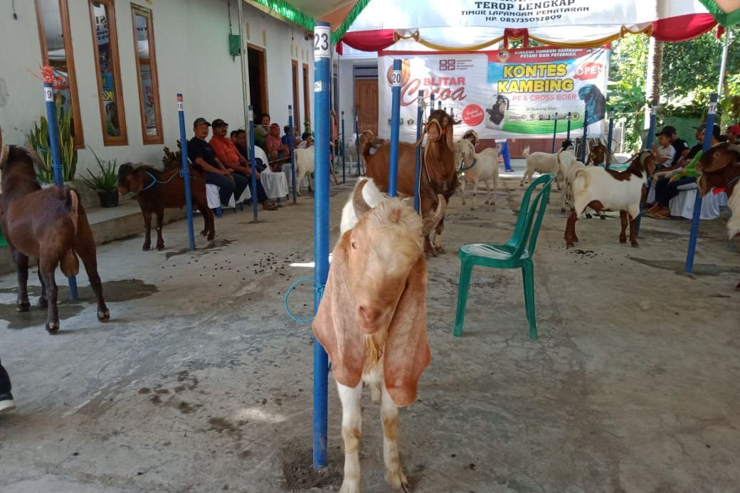 Kontes Kecantikan Kambing di Blitar Tingkatkan Kualitas Ternak