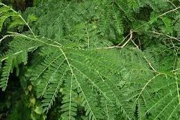 Khasiat Sabun Herbal dari Daun Petai Cina bagi Kulit