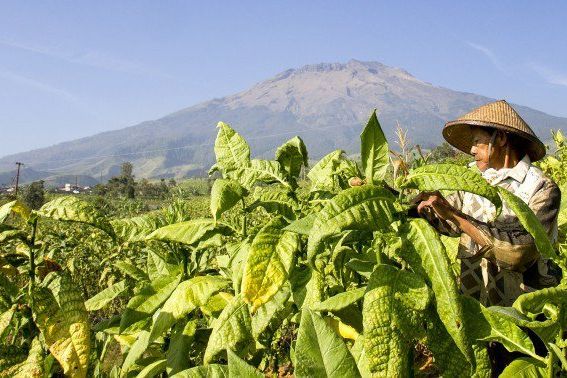 Krisis Air Menyulitkan Petani Tembakau di Probolinggo