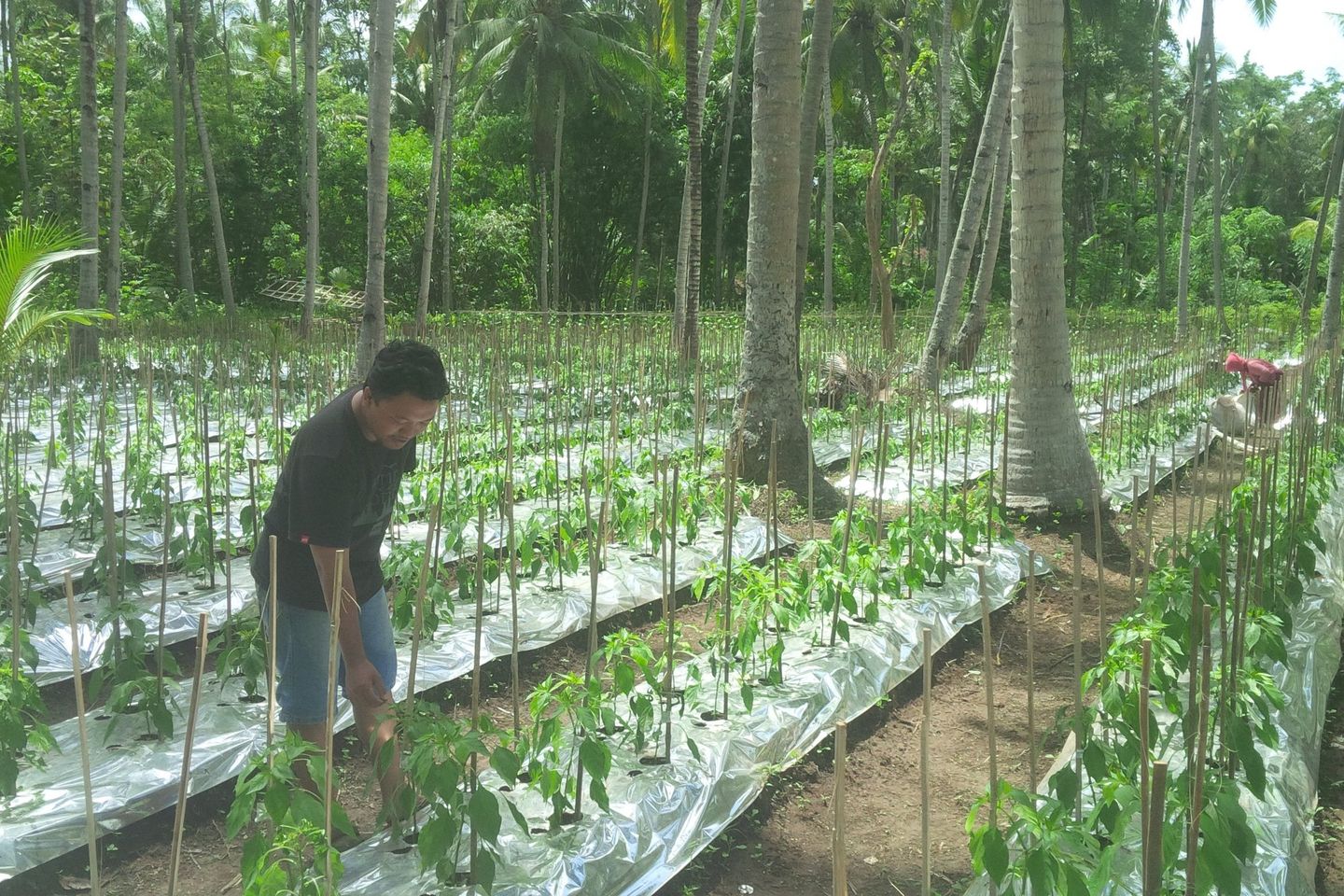 BNI Banyuwangi Sediakan Rp 130 Miliar KUR Pertanian