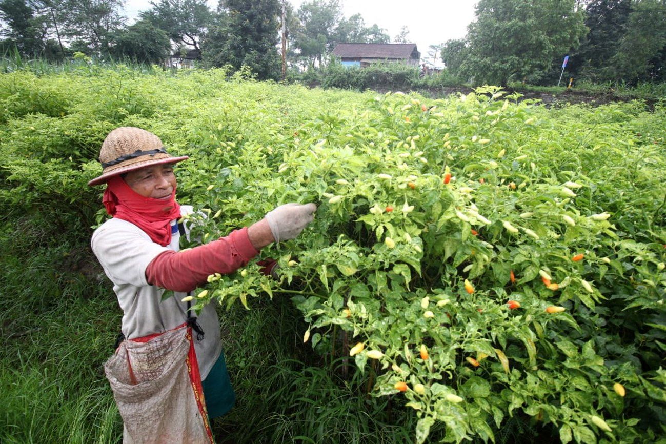 Harga Cabai Terancam Turun, Petani Blitar Mulai Cemas