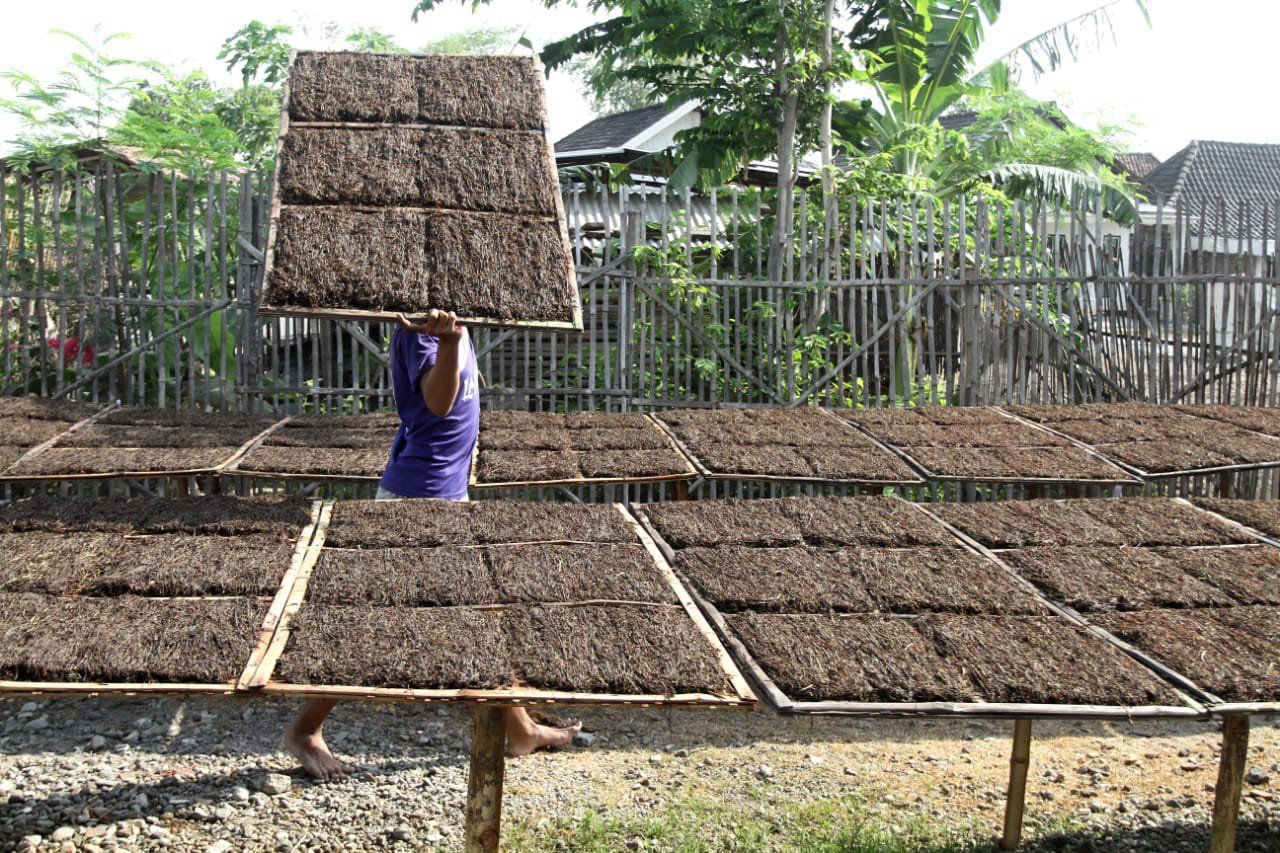 Petani Mojokerto Keluhkan Anjloknya Harga Tembakau di Musim Panen