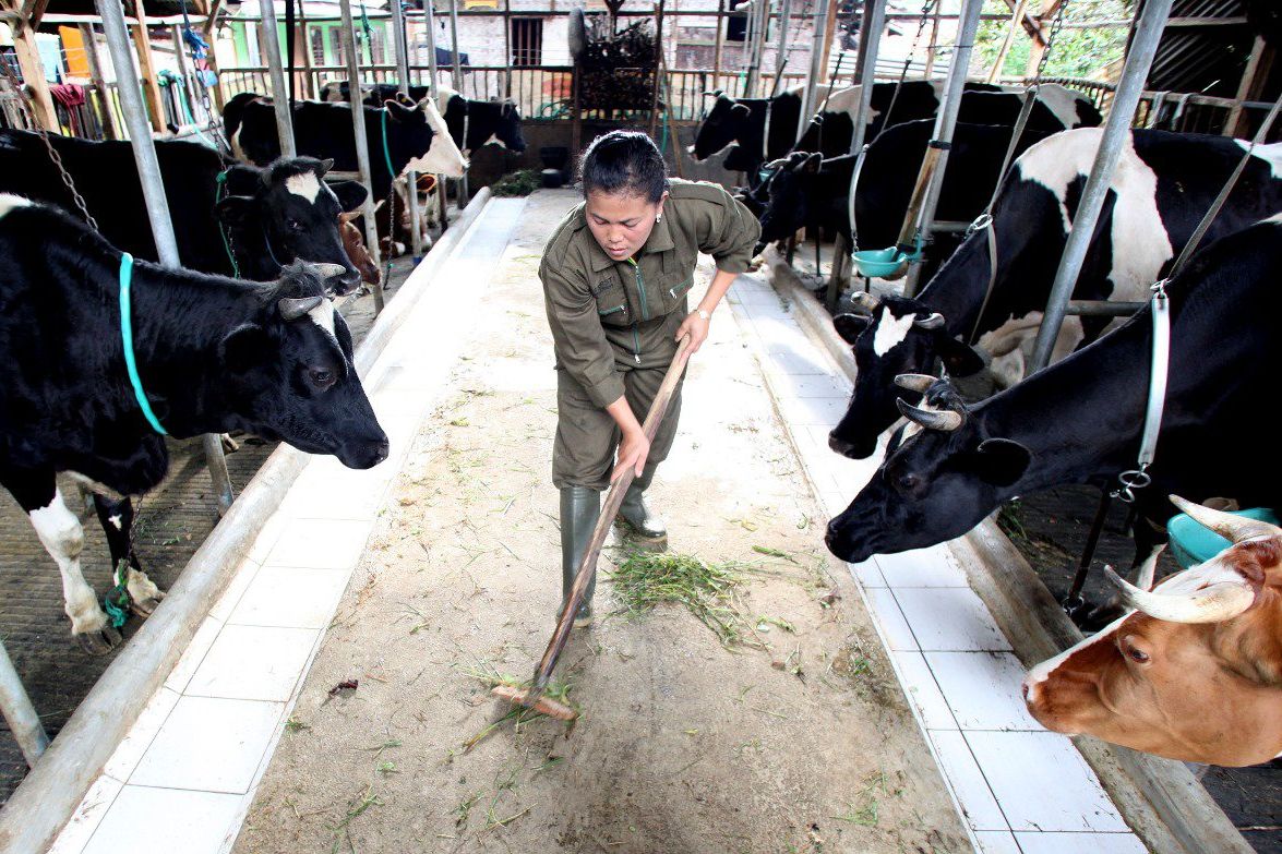Peternak Sapi Perah Terancam Gulung Tikar Jika Pemerintah Stop Produksi SKM