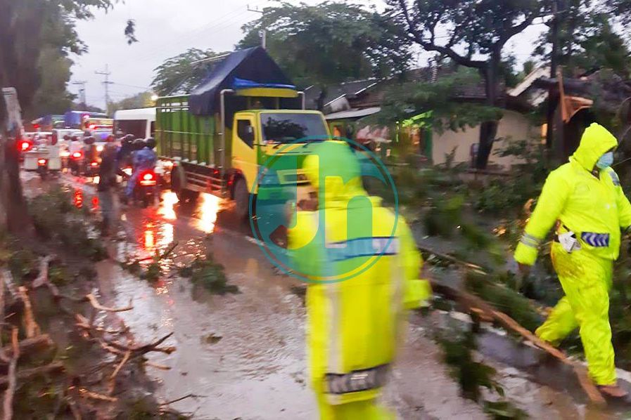 Dua Jam Jalan Pantura Situbondo Macet Tertutup Pohon Tumbang