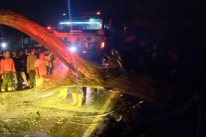 BPBD Probolinggo Imbau Pengguna Jalan Waspadai Pohon Tumbang di Jalur Pantura