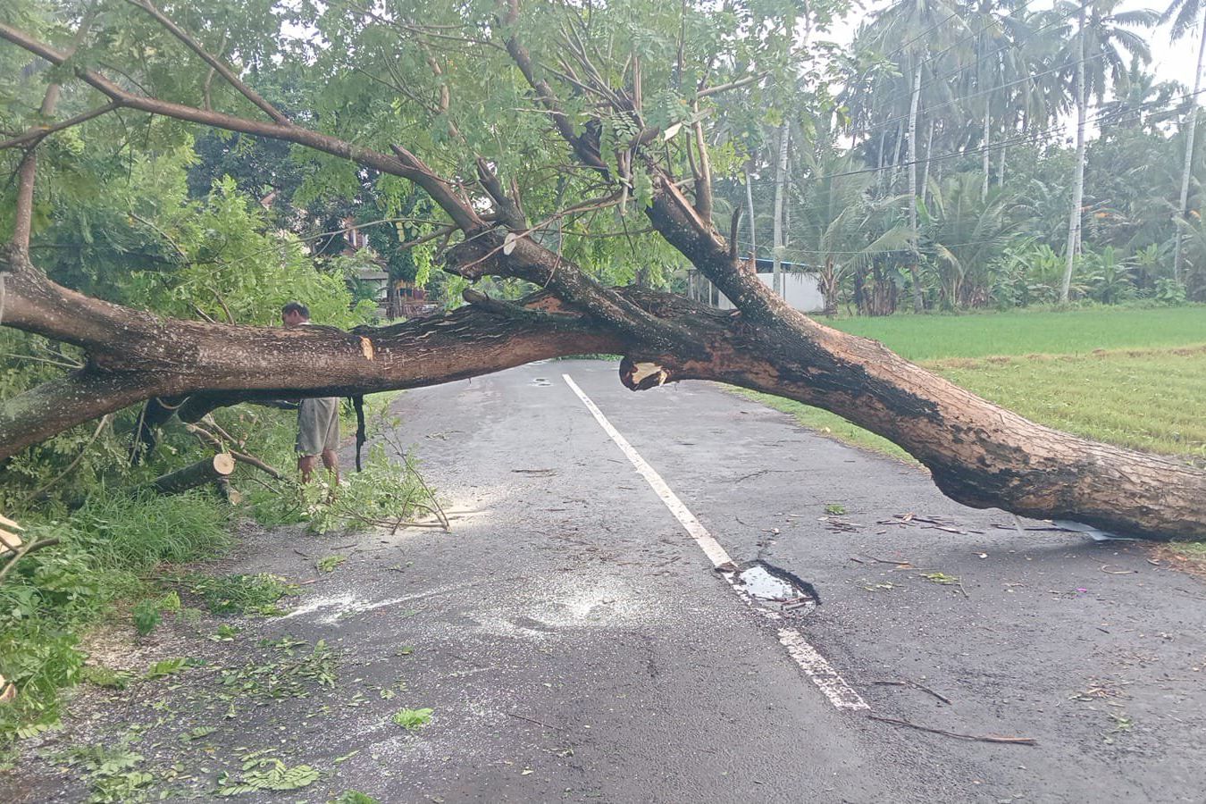 Angin Kencang Terjang Banyuwangi, Pohon Tumbang di 13 Titik dan Puluhan Rumah Warga Rusak