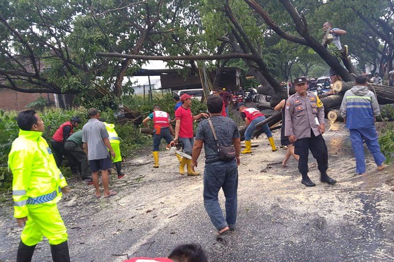 Diguyur Hujan dan Angin Kencang, Pohon Trembesi di Jalan Dlanggu - Pacet Mojokerto Tumbang