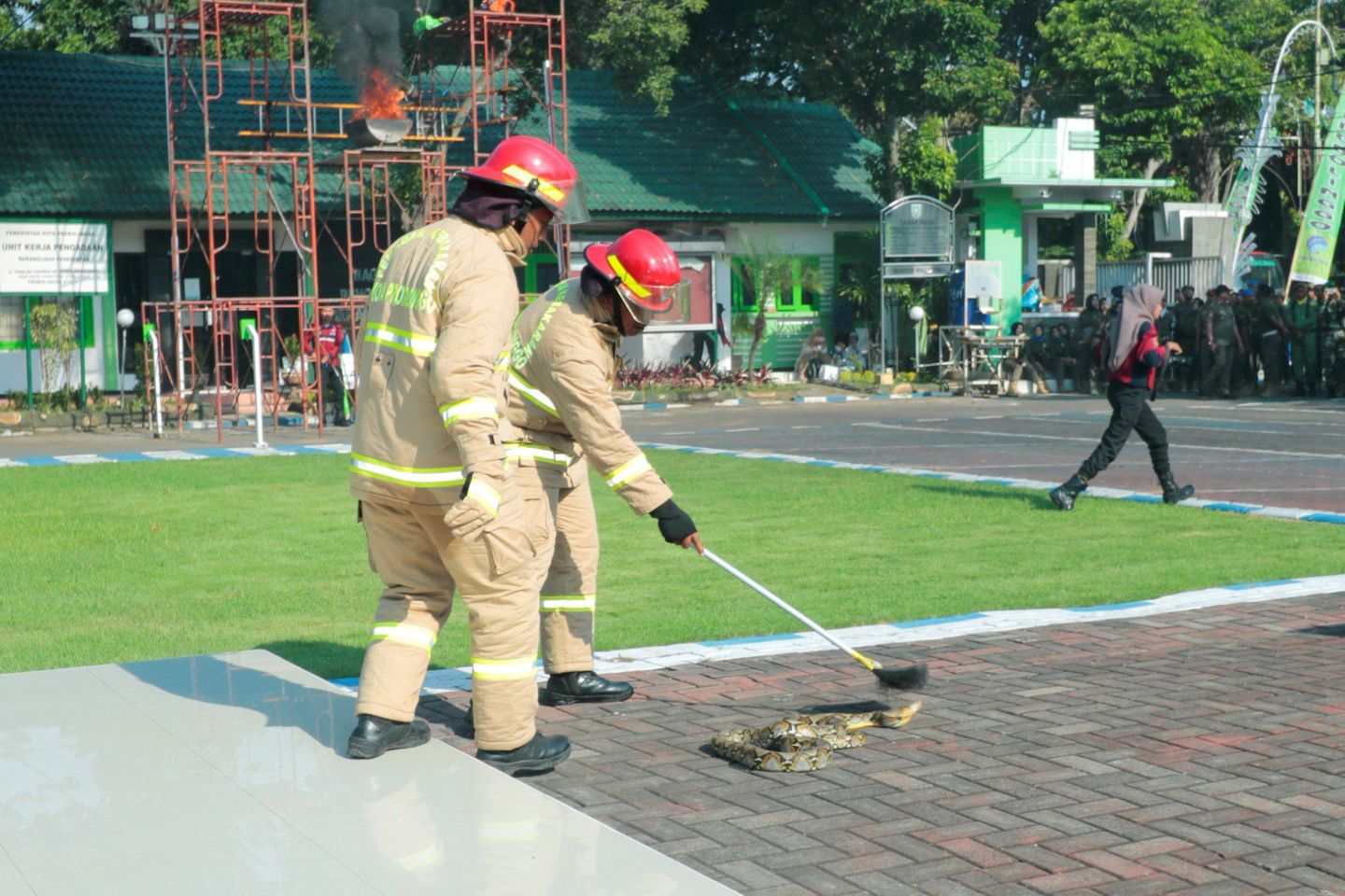 <strong>Aksi Melumpuhkan Ular Sanca Kembang, Warnai HUT Satpol PP di Kota Probolinggo</strong>