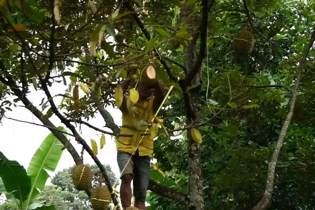 ‎ Ke Bromo Belum Lengkap Jika Tak Cicipi Durian Lumbang Masak Pohon