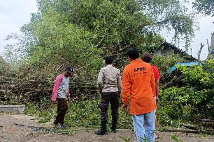 Mojokerto Diguyur Hujan Deras Disertai Angin Kencang, Rumpun Bambu Tumbang Timpa Rumah Warga