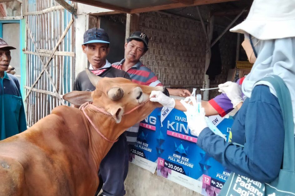 Cek Antibodi PMK, Pusvetma Kementan Ambil Sampel Darah Sapi di Probolinggo