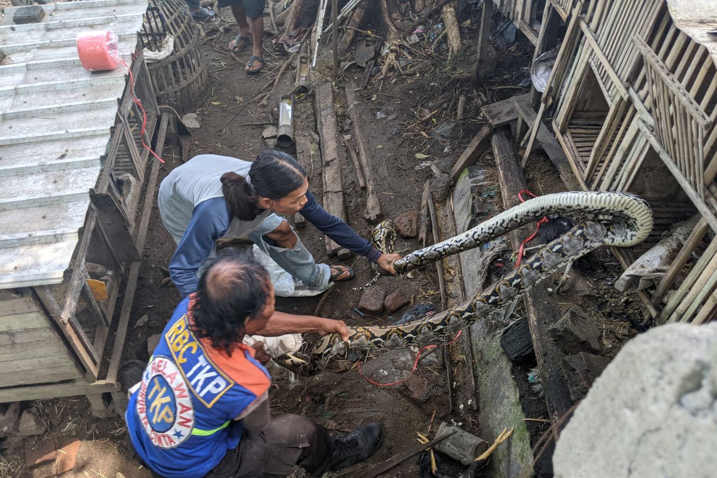 Beberapa Kali Memangsa Ayam, Ular Sanca 4 Meter Ditangkap