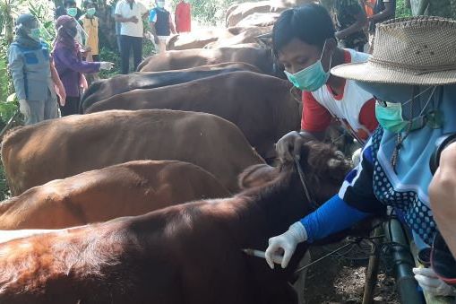 Peternak Sapi Banyuwangi Sanggup Penuhi Produktivitas