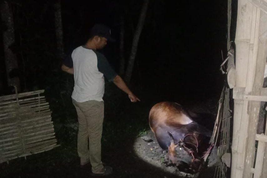 Sapi Bunting di Probolinggo Mati Diduga Dibunuh